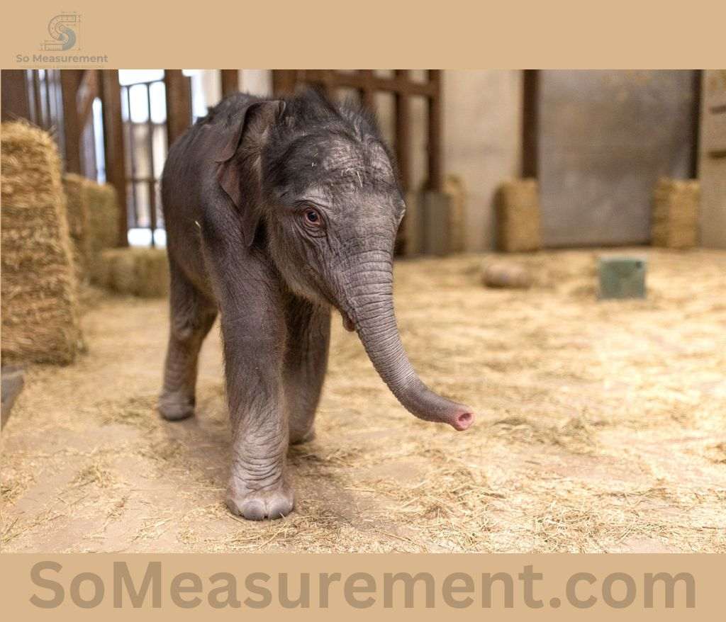 A Newborn Elephant Calf That Weigh 100 Kilograms